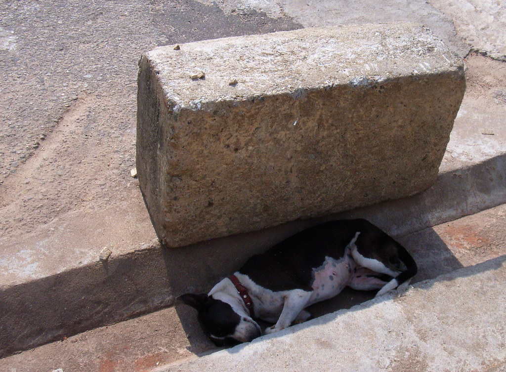 DOG SHADES. DOG BAMBOO DRAPERY