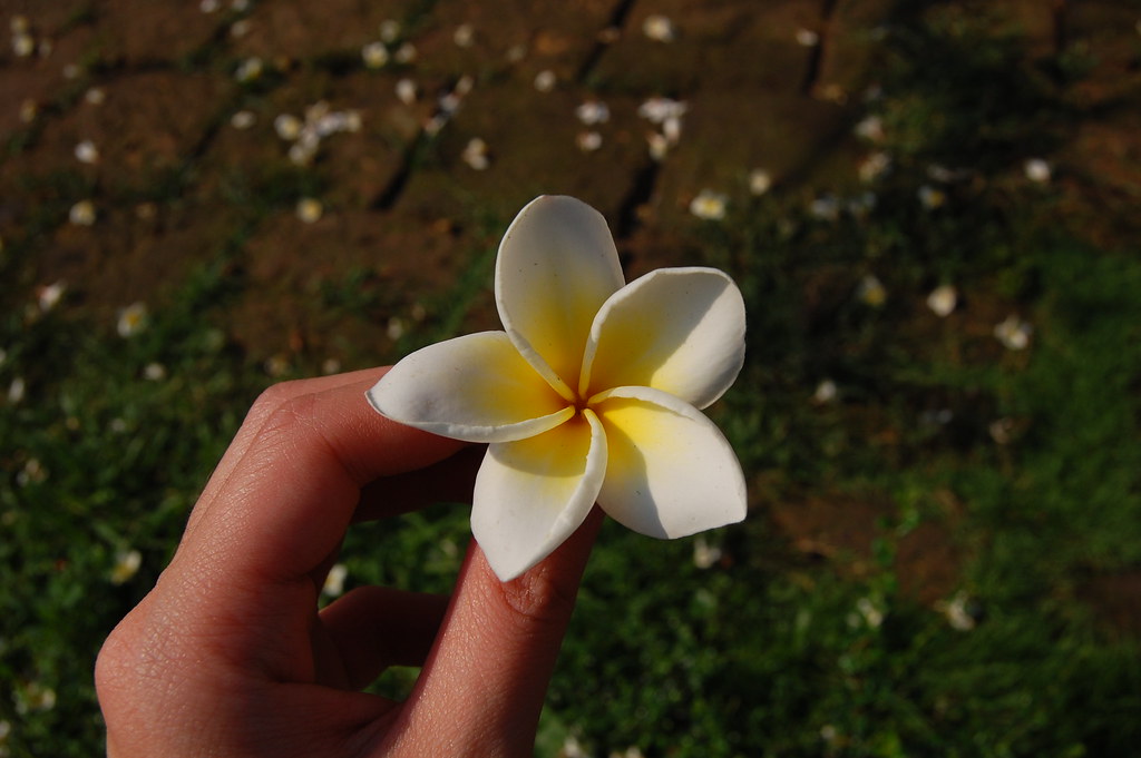 HIGHLY SCENTED FLOWERS HIGHLY SCENTED BALLOON FLOWER PLANT