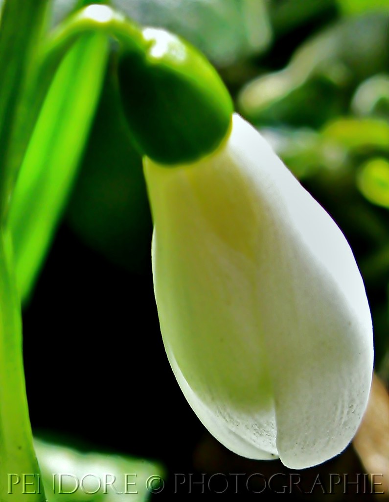 FLOWER LIGHT BULB LIGHT BULB BOUQUETS SAME DAY DELIVERY