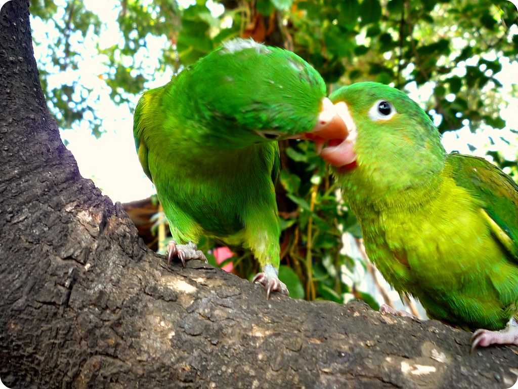 KIWI CARPET CLEANERS KIWI CARPET AREA RUGS SQUARE