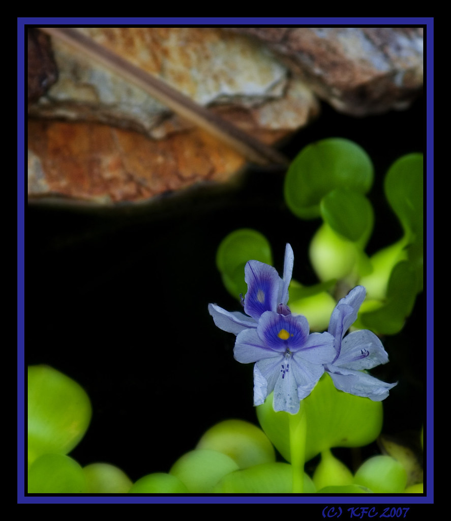 FISH POND FILTER SYSTEM. FILTER SYSTEM AQUA TECH FISH TANK FILTER