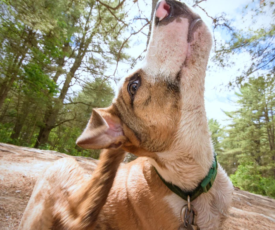 Why is my dog so itchy?! Biteback Products