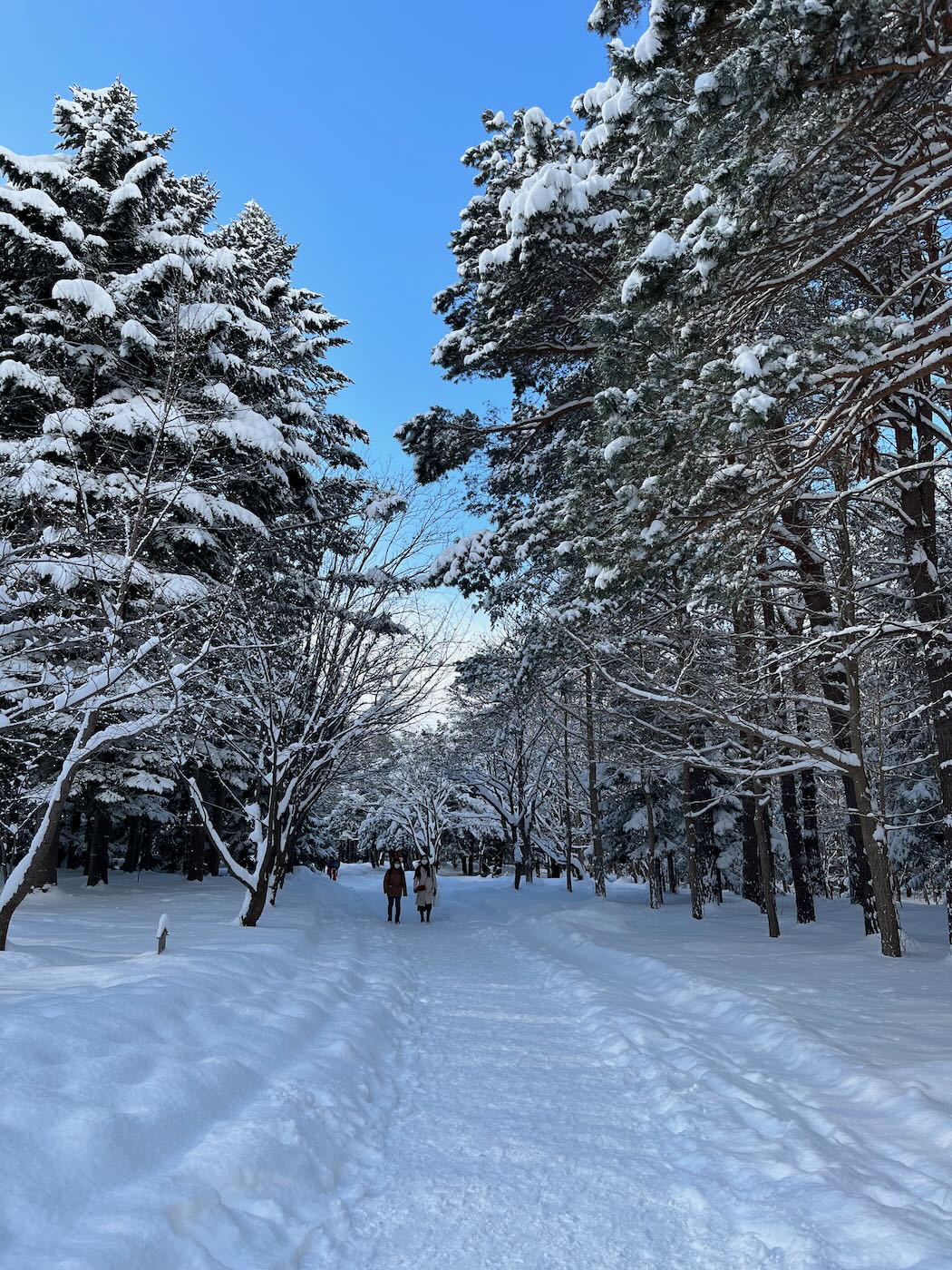 北海道景點 札幌 北海道神宮 大雪紛飛與美好晴空 - 一口冒險 Bitesized Adventure