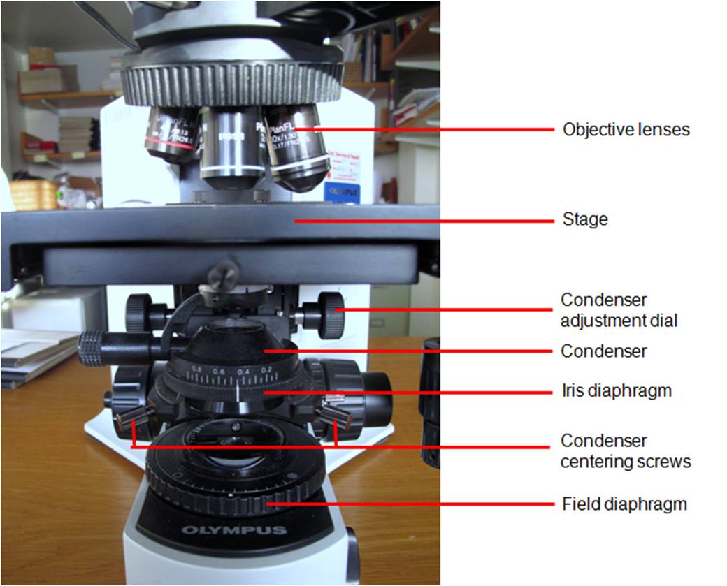How Köhler Illumination Can Help You See The Light