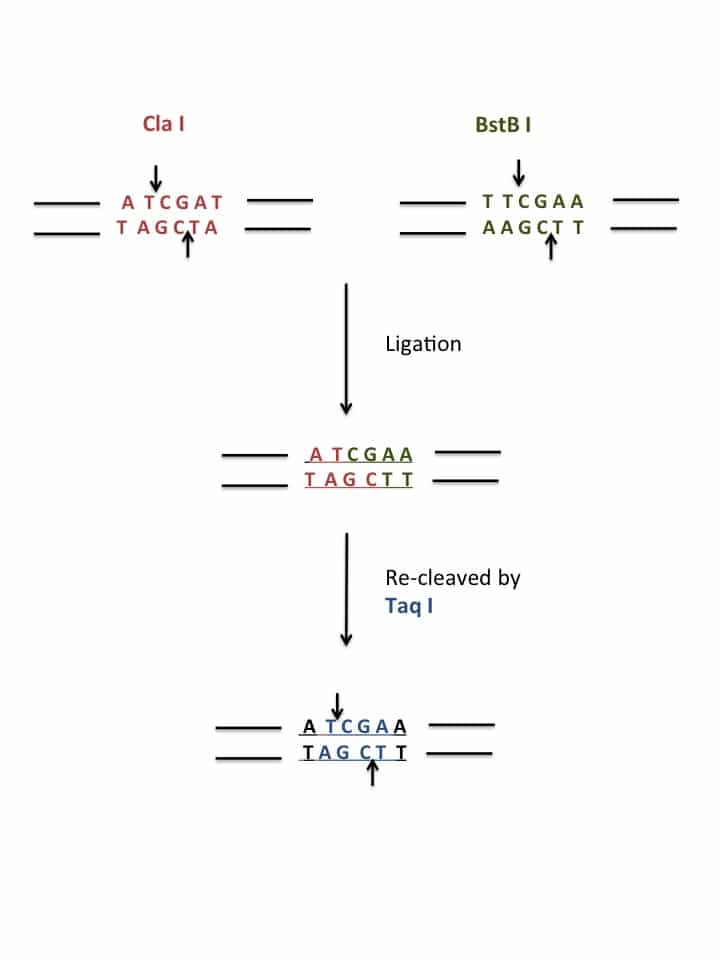 Restriction Enzyme Definition