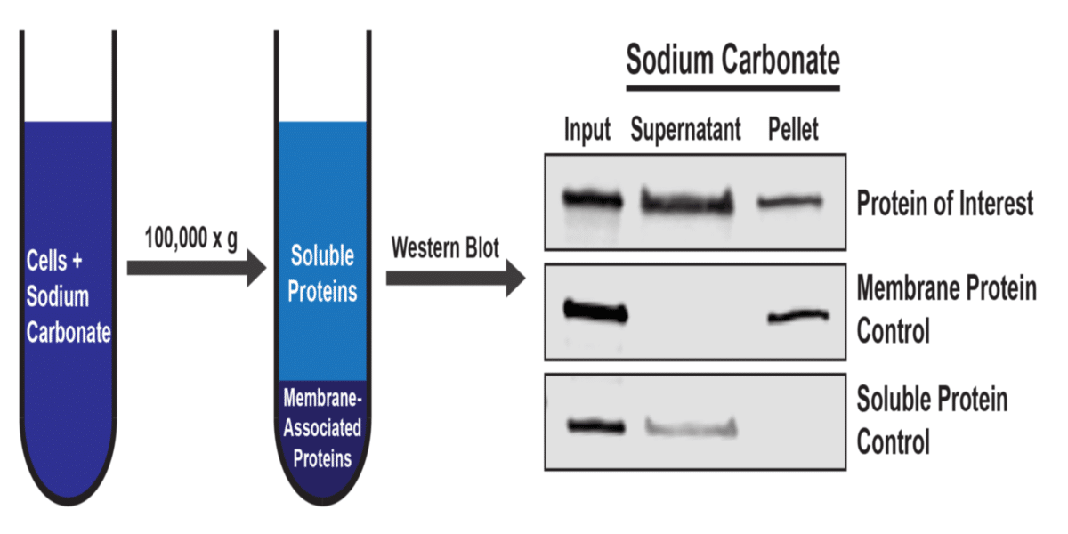Fractionating Proteins by Solubility or, How I Learned to Stop
