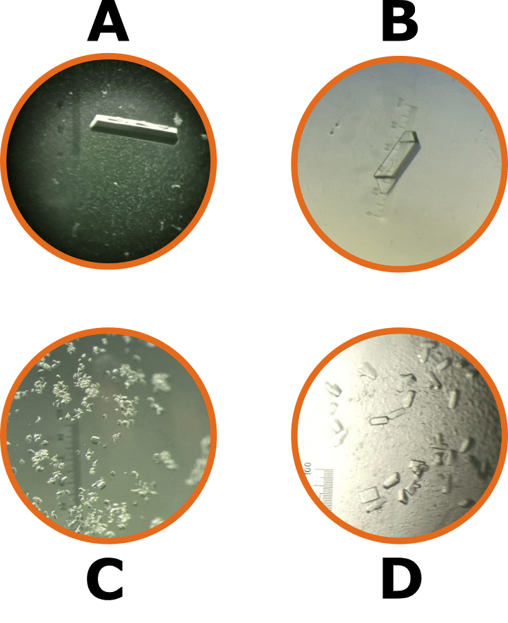 5 Easy Ways to Tell Salt and Protein Crystals Apart