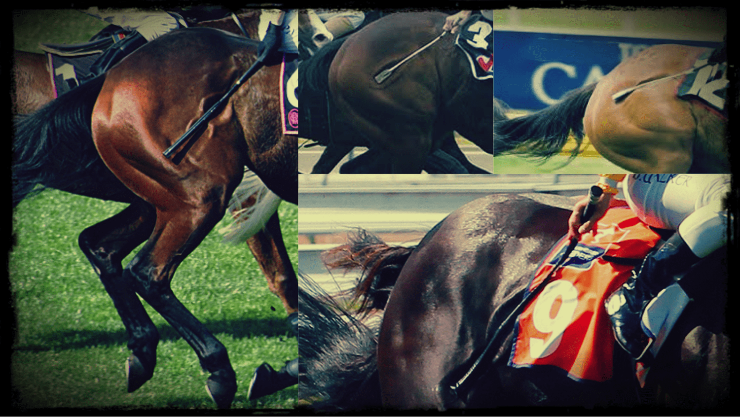 Horse Racing Horse Abuse at Timmons blog