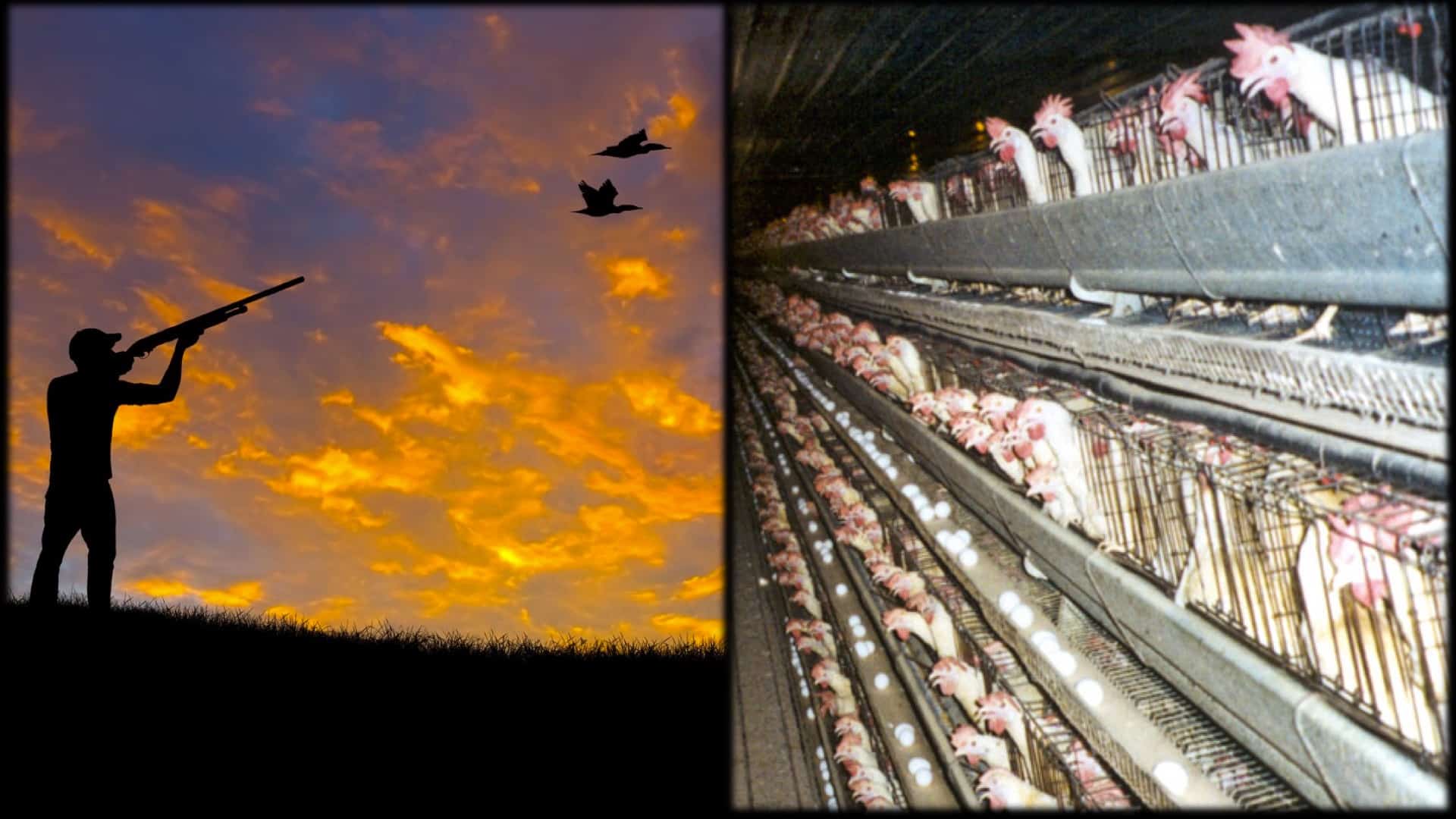 Is Hunting More Ethical Than Factory Farming?
