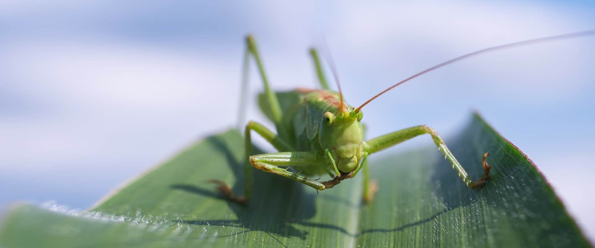 Articles & videos on insects Bite Size Vegan