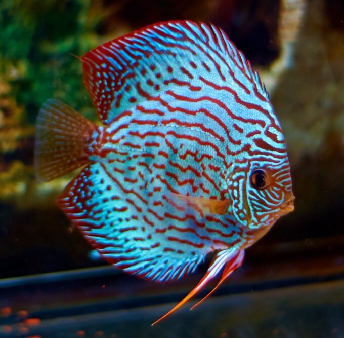 Discus Balığı Özellikleri ve Bakımına Dair Herşey