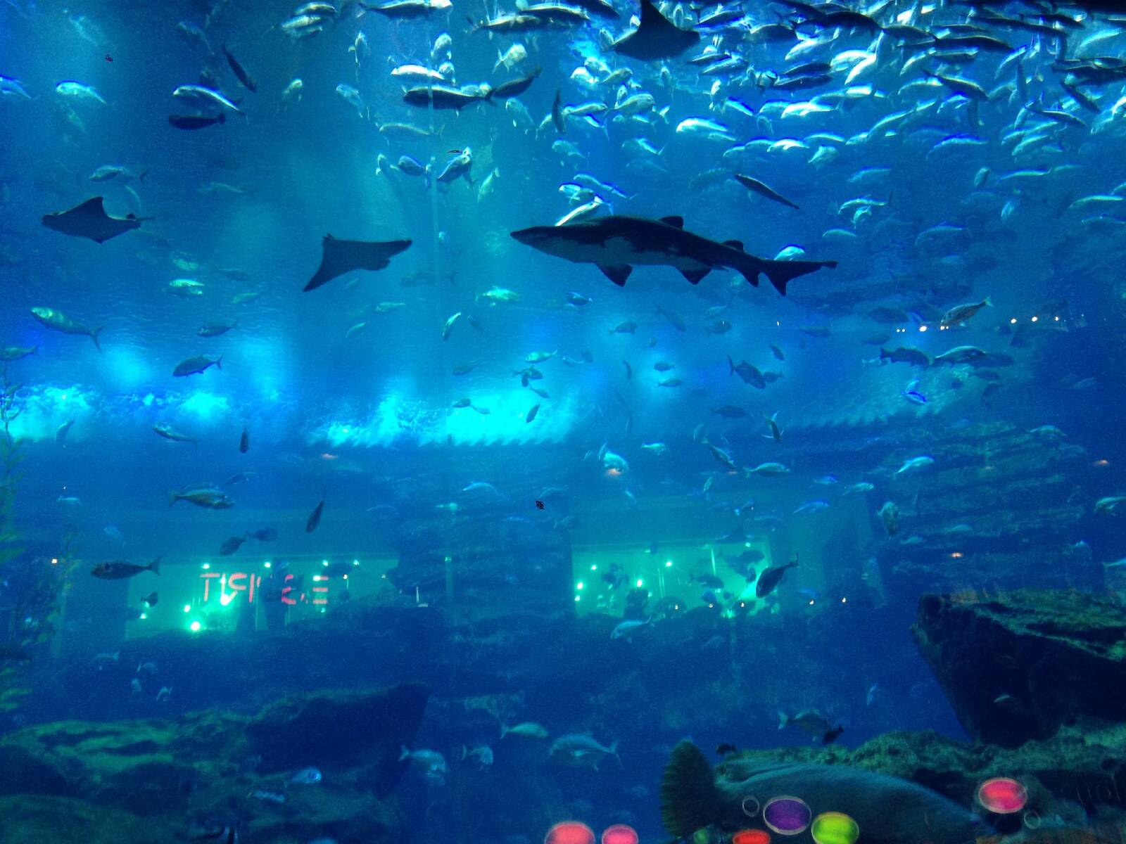 Dubai Aquarium & Underwater Zoo Tickets, Eintritt und Führungen