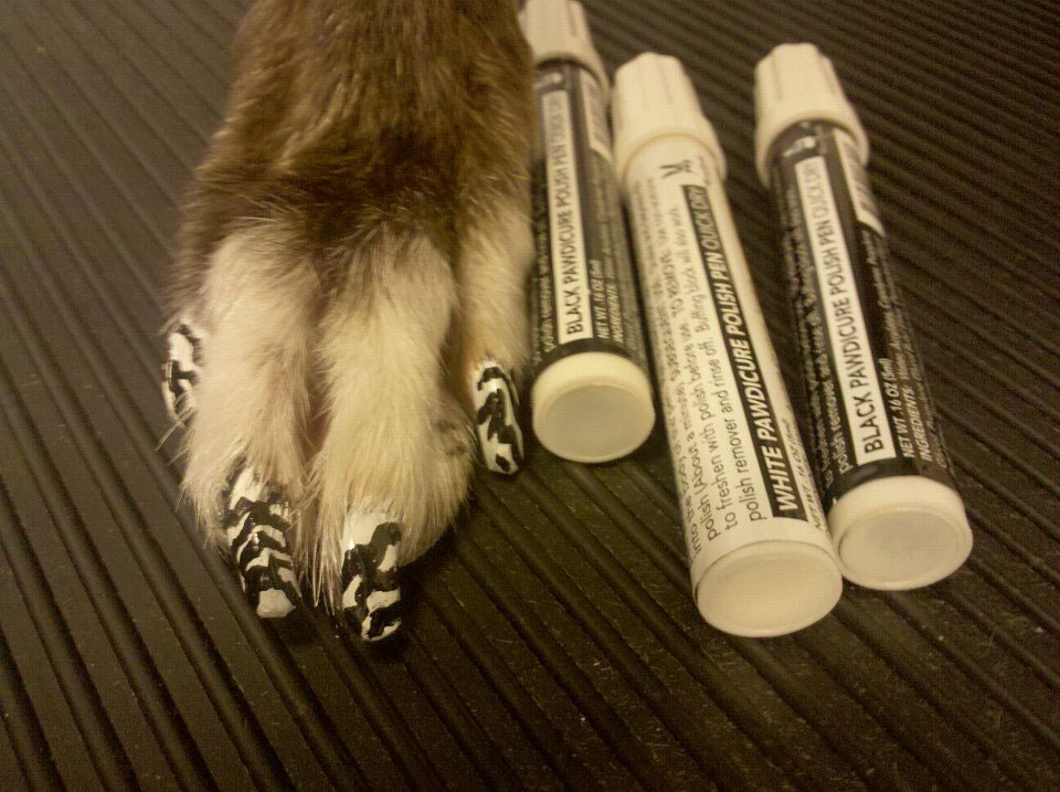 Doggie Pedicures Transform Your Pup Into A Beauty Queen Bit Rebels