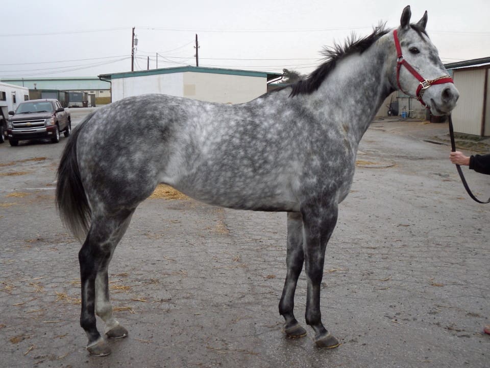 Joe Big Stout Dappled Grey Horse For Sale Bits & Bytes Farm