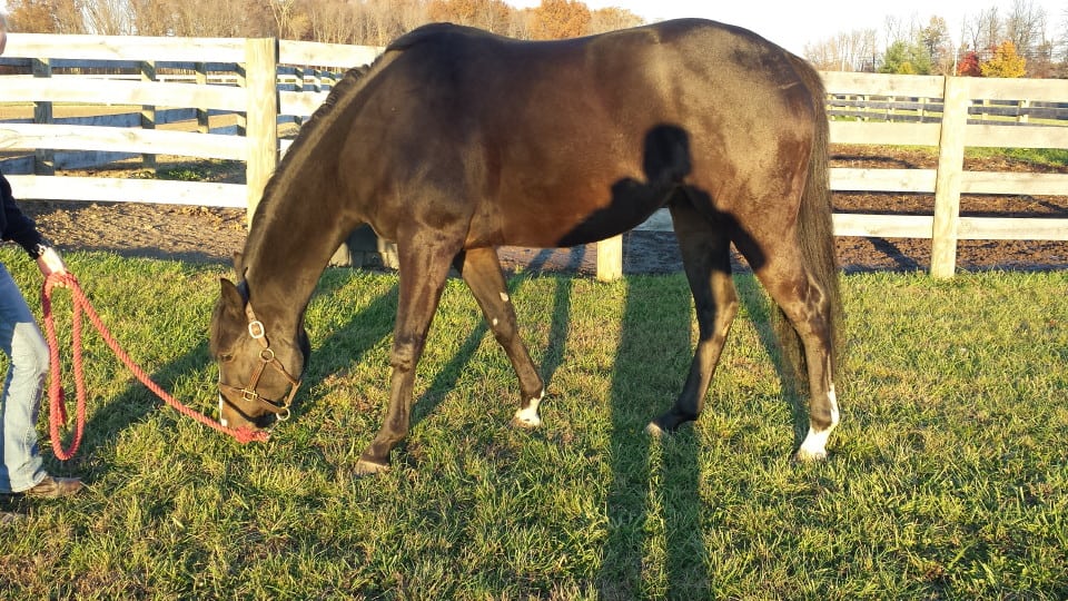New Photos of "Doc" Thoroughbred Gelding For Sale Bits & Bytes Farm