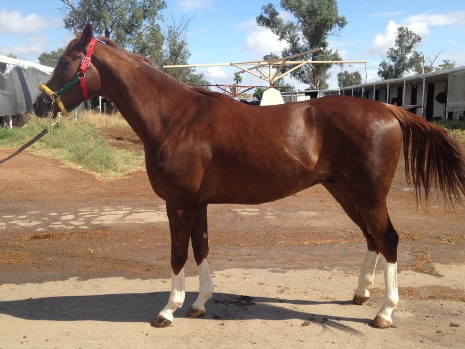 Thoroughbred Horse For Sale Four White Stockings Bits & Bytes Farm