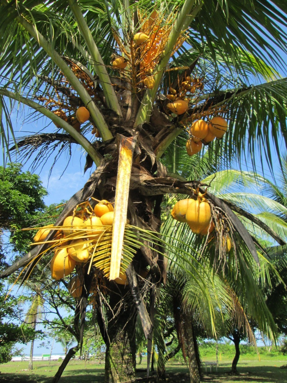 Nuts for coconuts, the amazing ways of consuming this exotic fruit