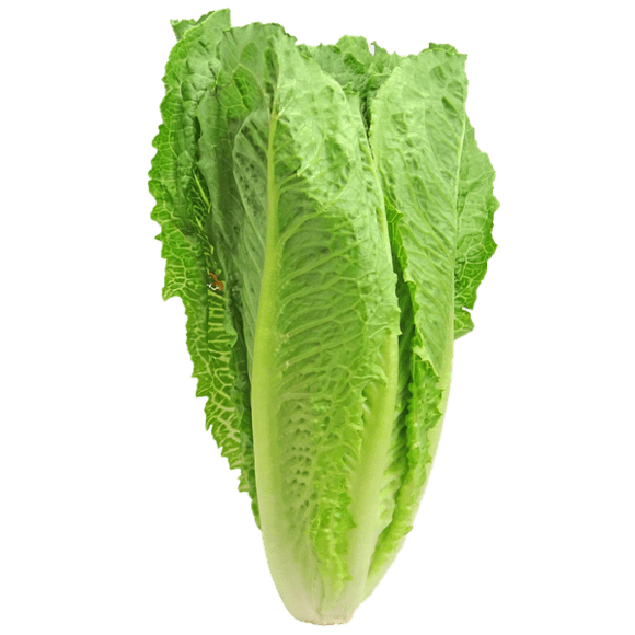 Cos/Romain Lettuce Bitterne Box Co