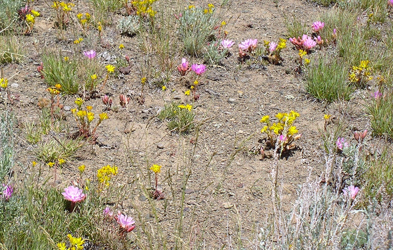 The Bitterroot Flower Bitterroot Info