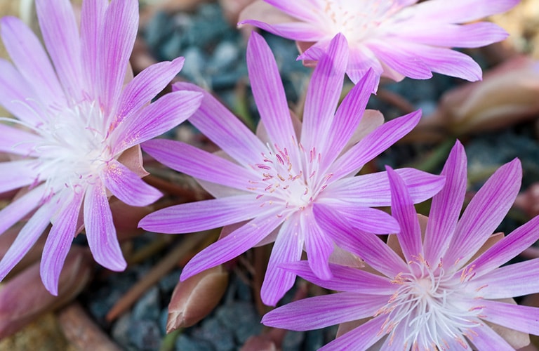 The Bitterroot Flower Bitterroot Info