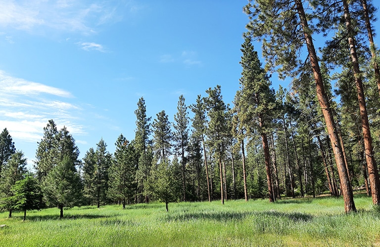 Bitterroot Valley Real Estate Bitterroot Info