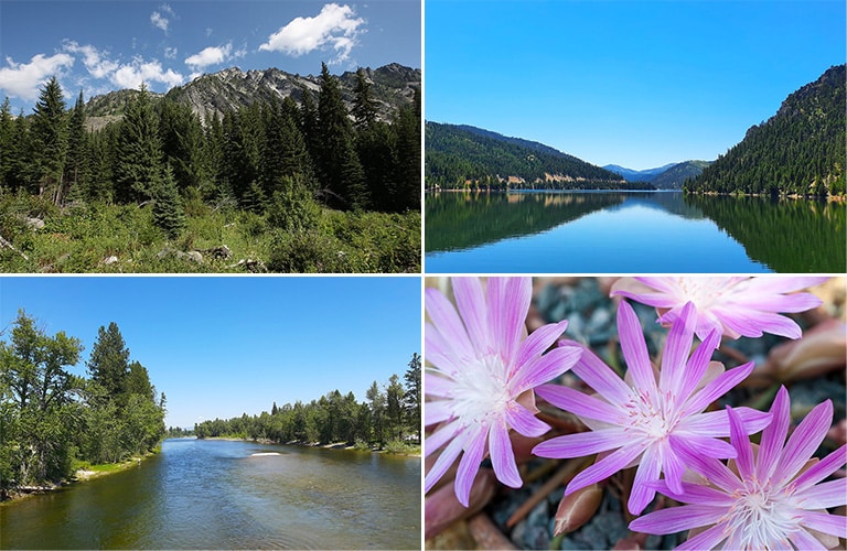 The Bitterroot Valley Bitterroot Info