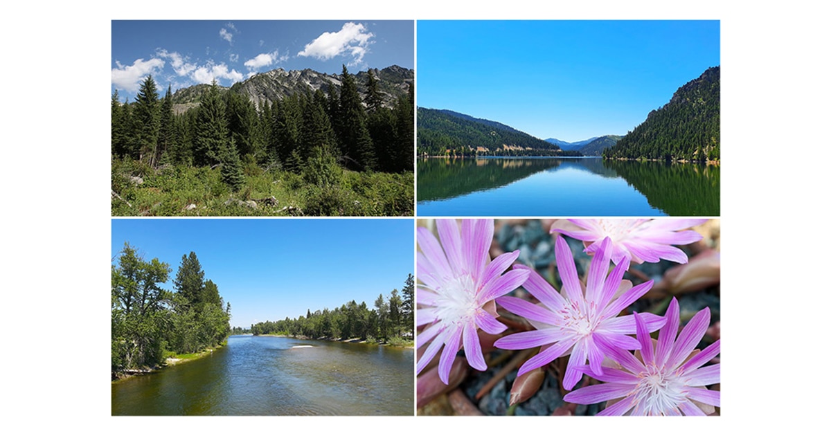 Bitterroot Valley Nature Bitterroot Info