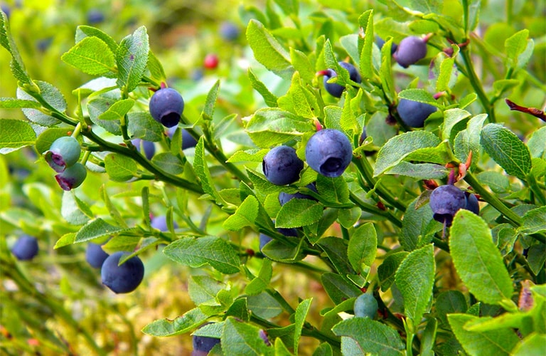 Montana Huckleberries Bitterroot Info