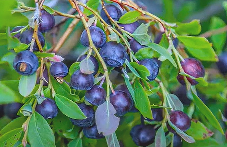Montana Huckleberries Bitterroot Info