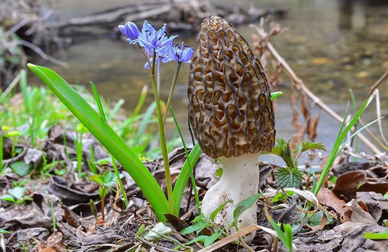 Morel Mushrooms Bitterroot Info