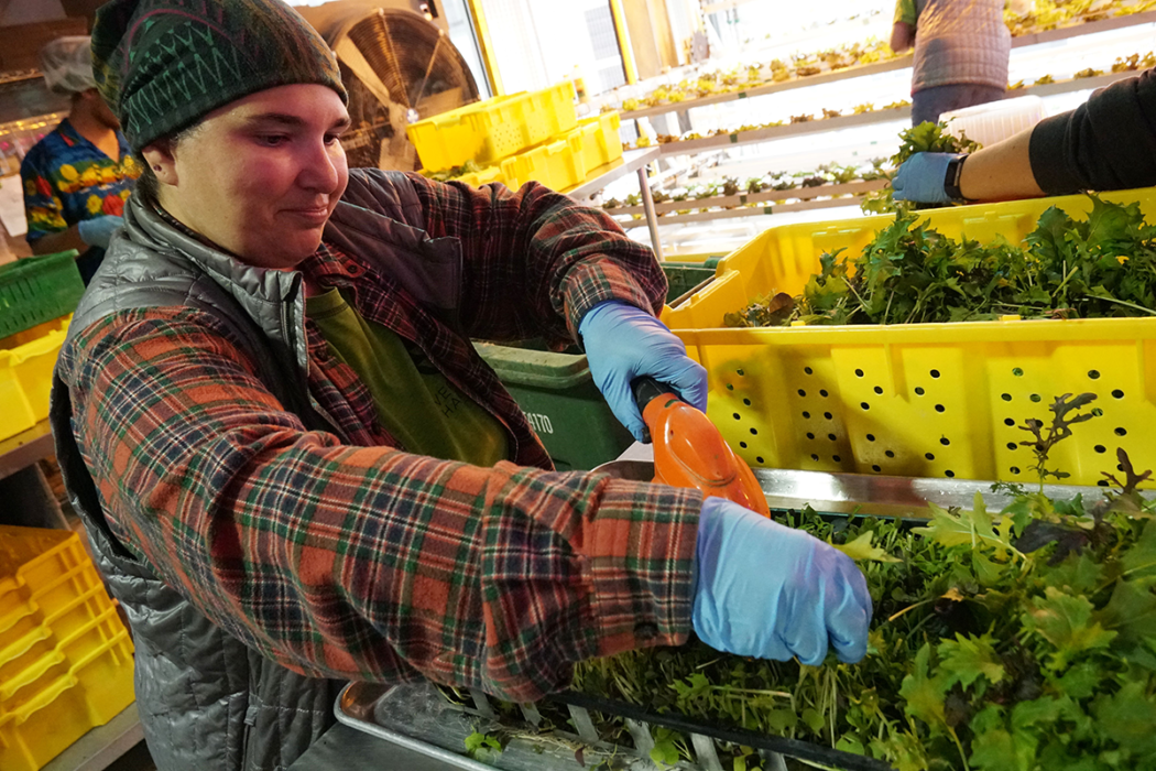 This Wyoming Greenhouse is a Place for Employees with Disabilities to
