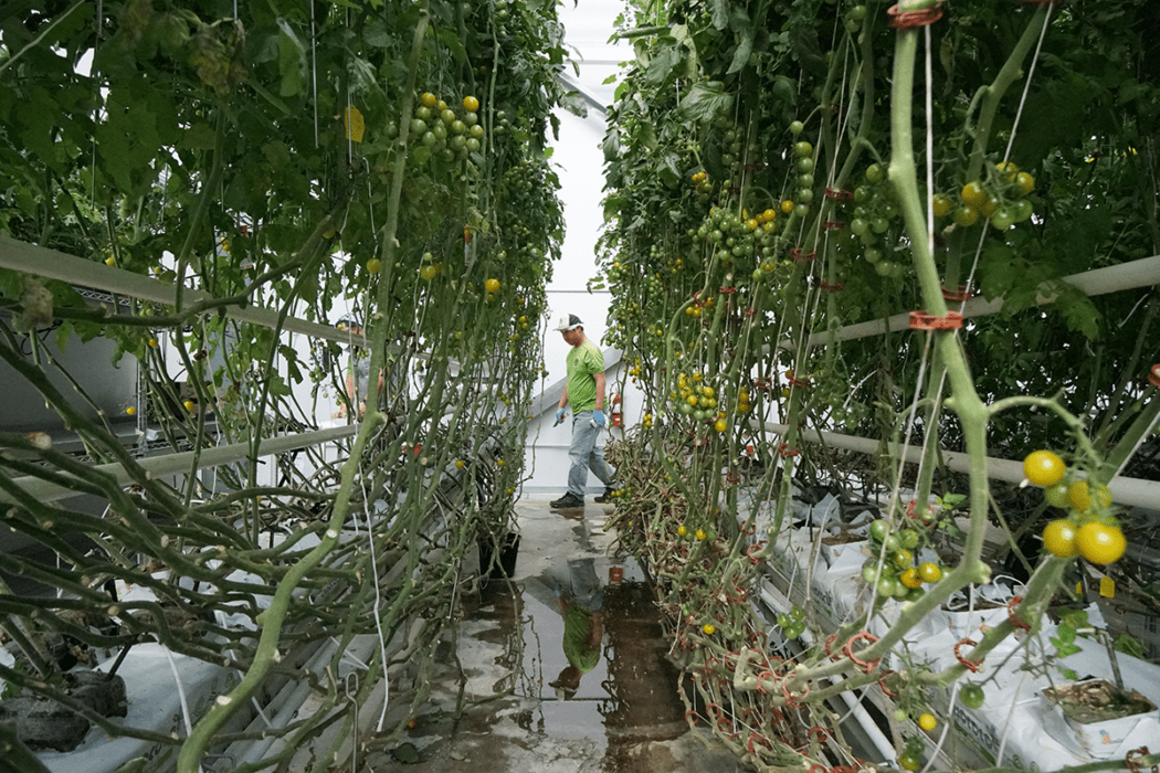 This Wyoming Greenhouse is a Place for Employees with Disabilities to