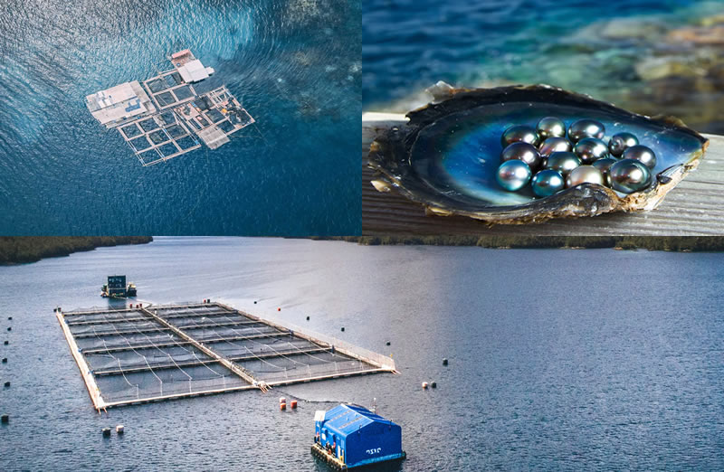 Best Quality Freshwater Pearl Farming Training Seep and Imported Nucleus