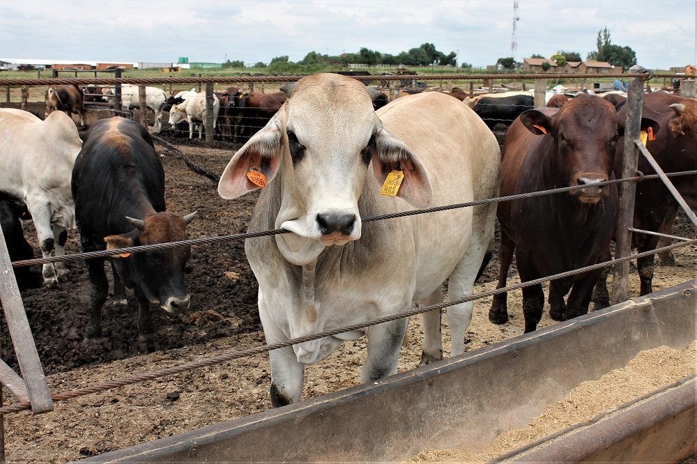 2020 Feedlot Challenge Students beef up their skills