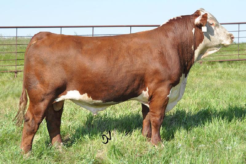 How fattening thin cattle brings us millions