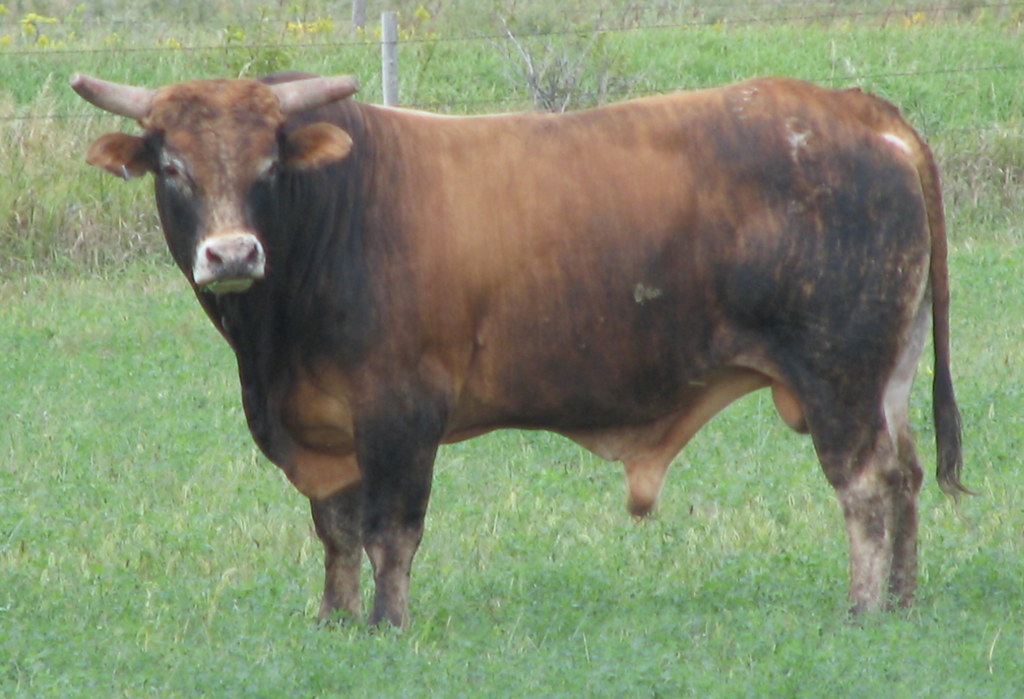 How to improve and know your bull’s fertility