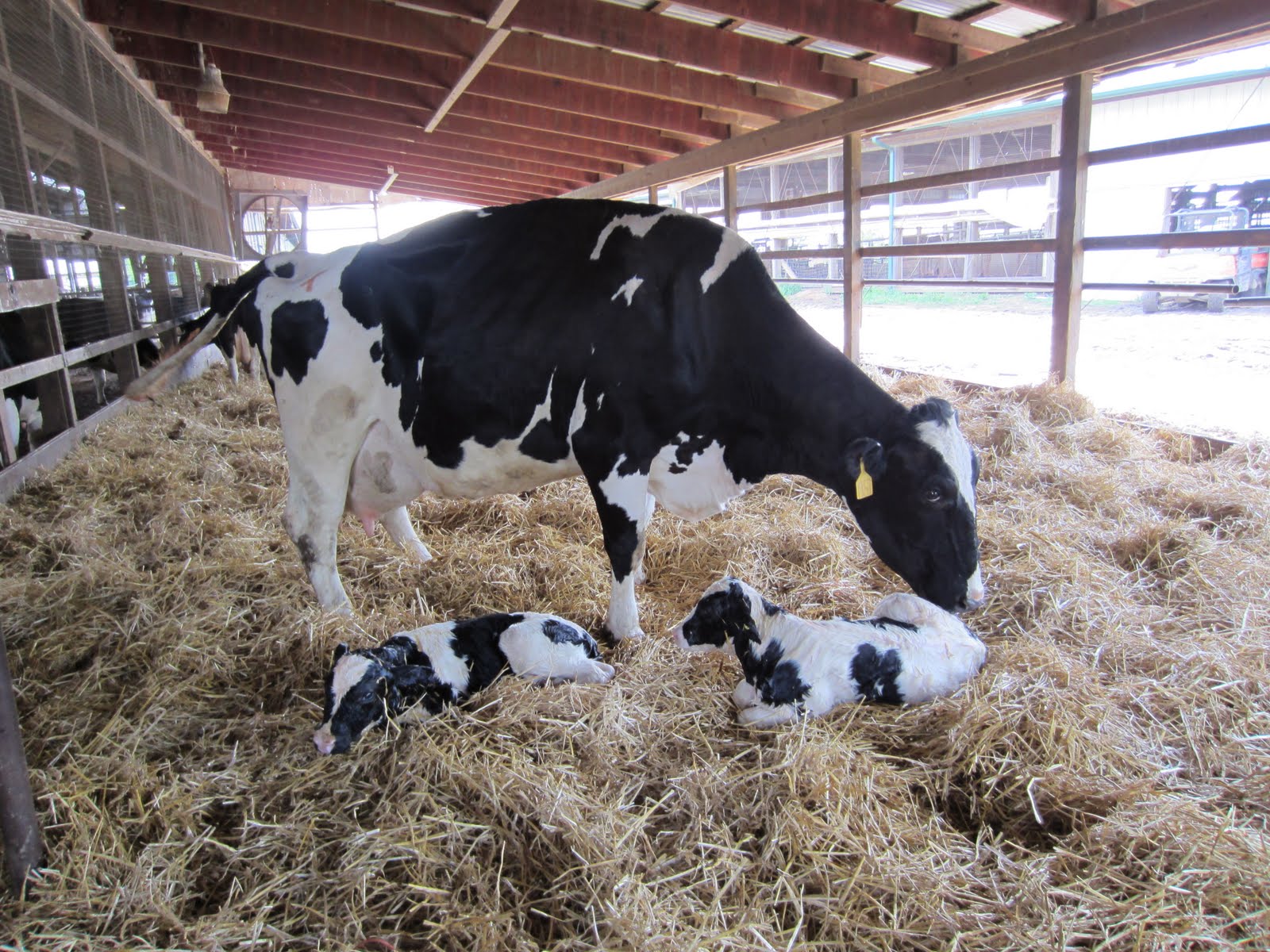 Why First 72 Hours Is Critical For Your Newborn Calf