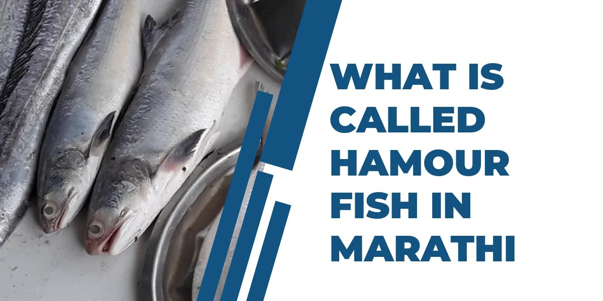 Hamour Fish in Marathi All About the Popular Fish"
