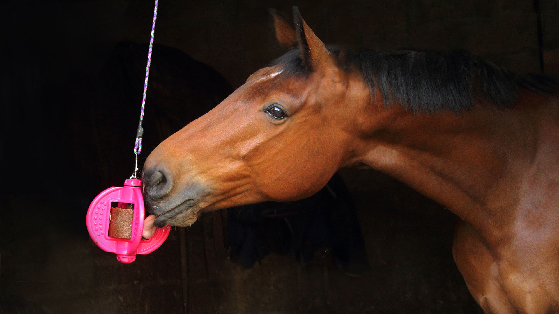 Long Lasting Bizzy Horse Horse Lick Toys Euqine Stable Toys