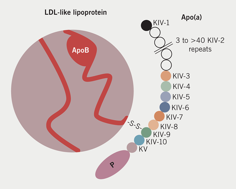 How to measure lipoprotein(a) and in whom The British Journal of