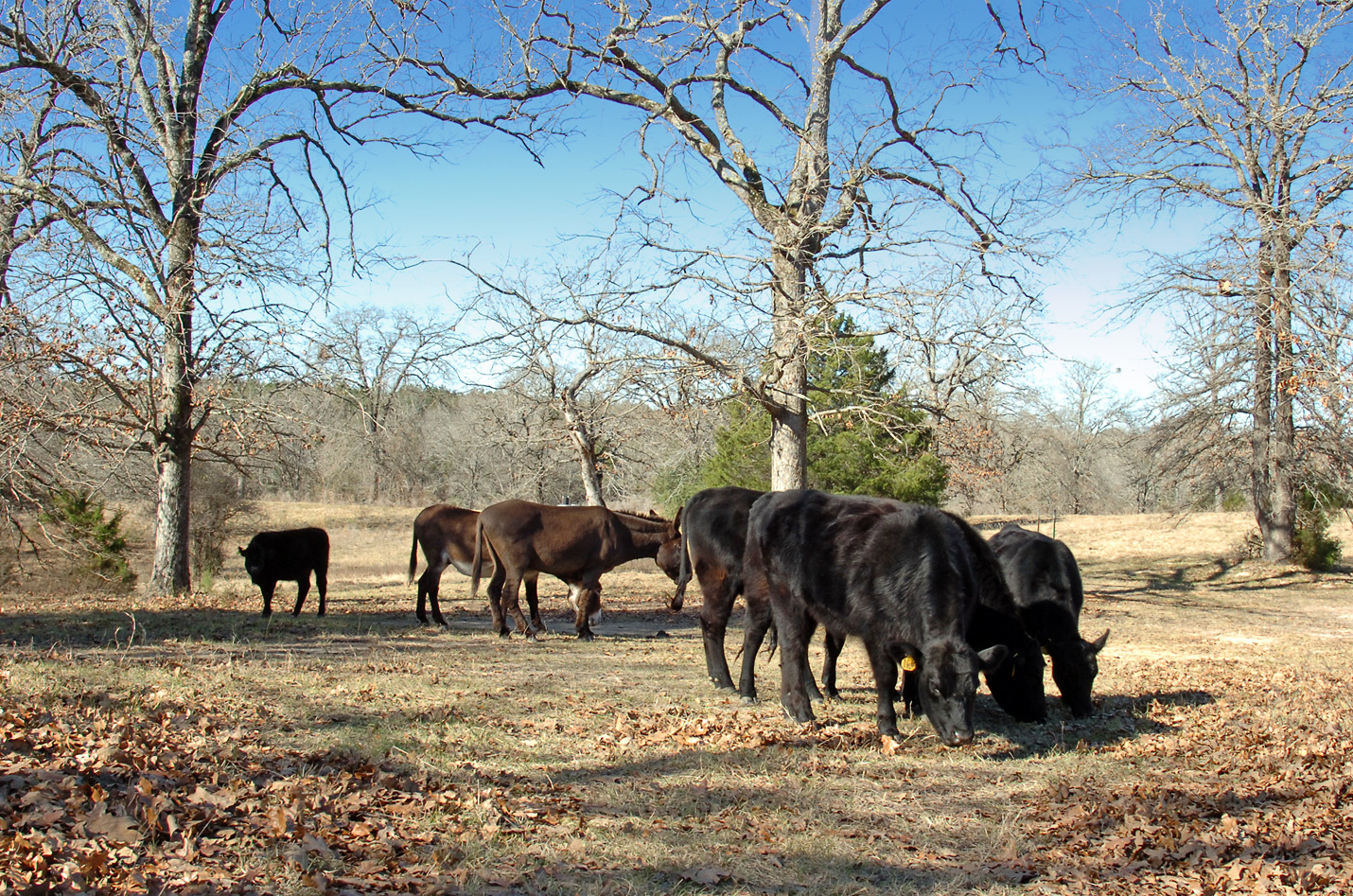BJC Ranch Registered Black Angus Cattle for sale in Midlothian Texas
