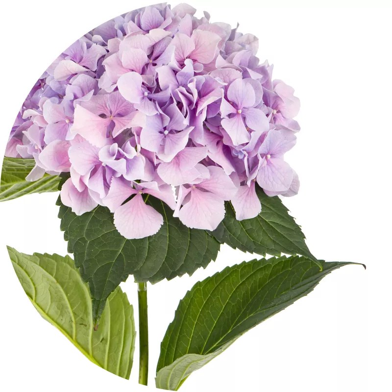 Affordable Flower Delivery, Order Flowers Online BJ's Wholesale Club
