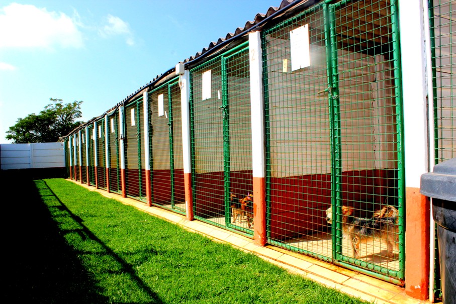 BKC Pet Kennelling Service Dogs, Cats & More Daycare Pick Up & Drop