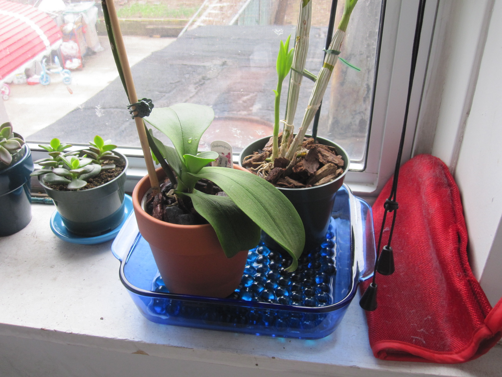 How to Make a Humidity Tray Brooklyn Orchids
