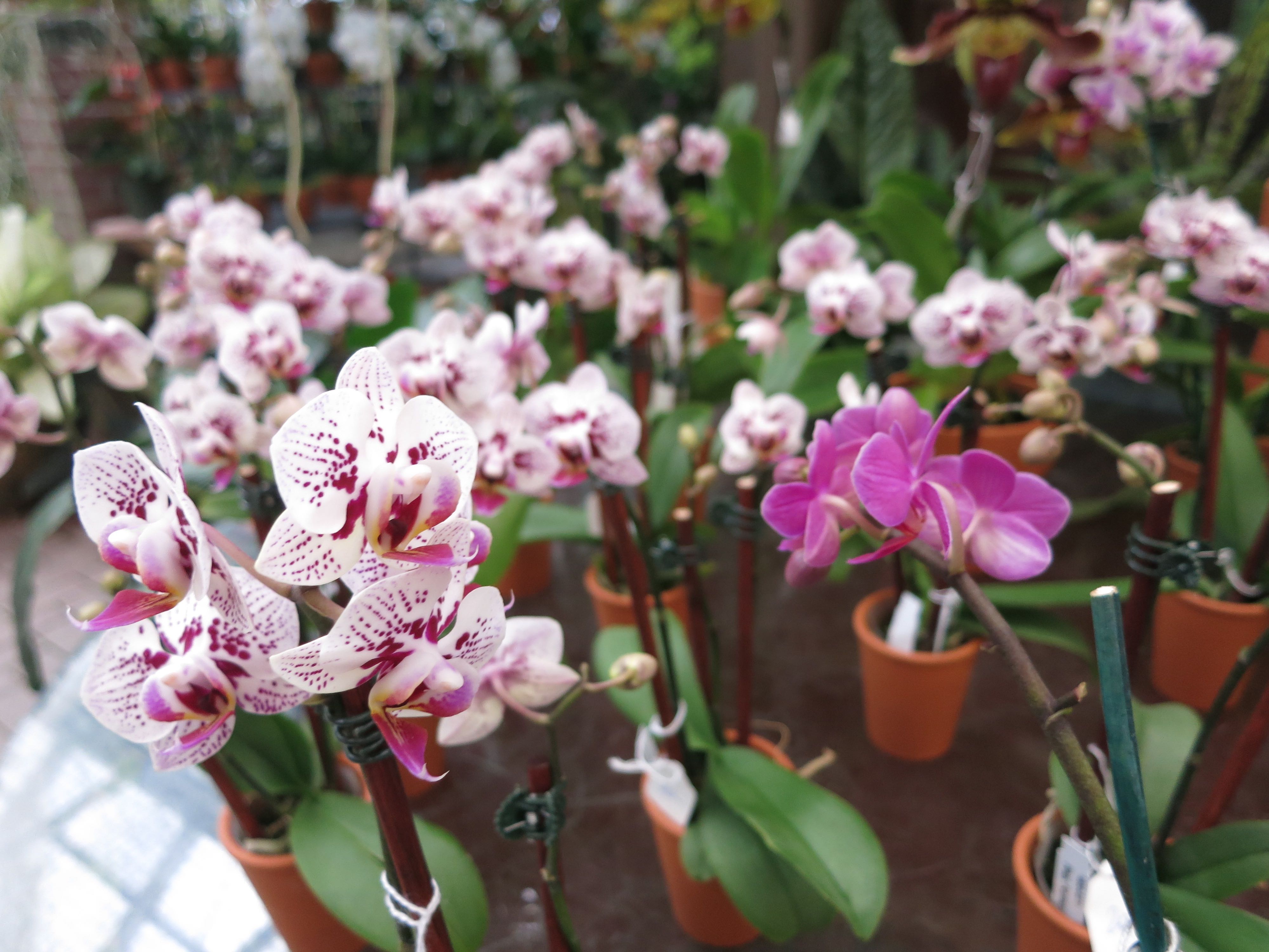 Phals ready to go home with you. Brooklyn Orchids