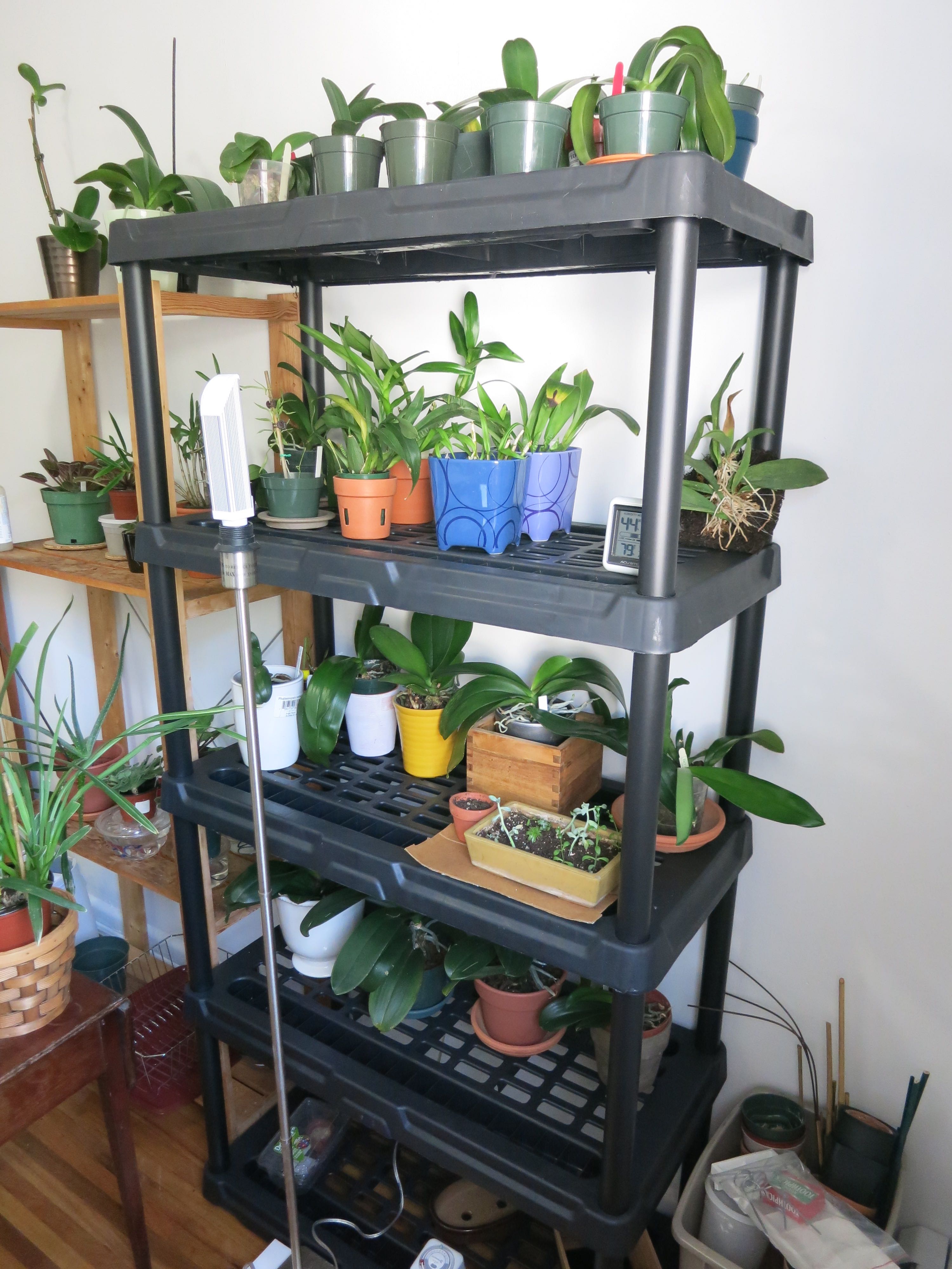 New Apartment, New Orchid Room, & An Update on My Orchid Collection