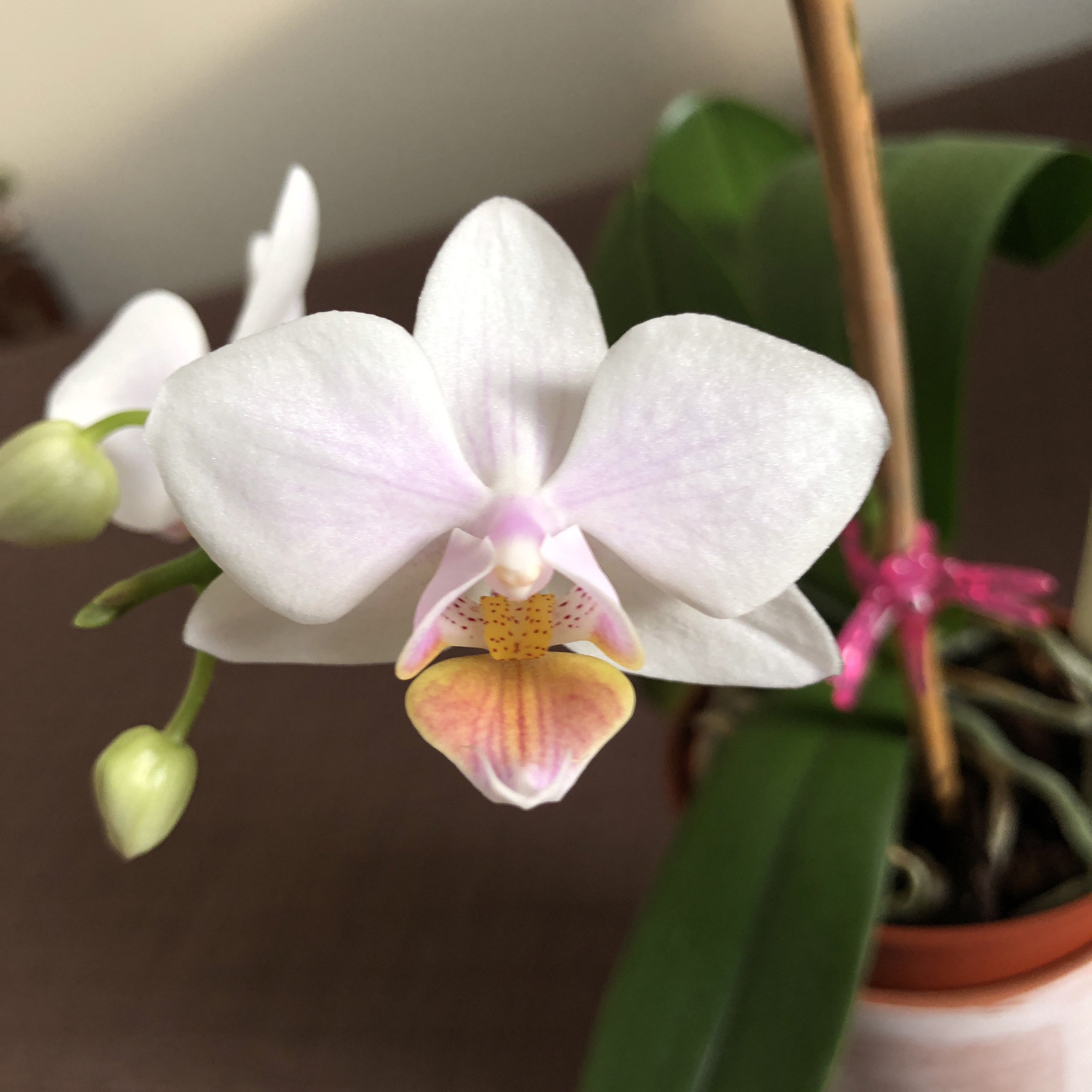 New Orchid Blooms (Finally)! Brooklyn Orchids