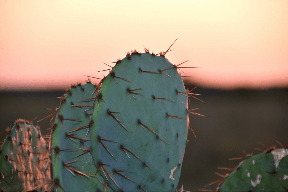 Pros and Cons of Free Nights and Weekends