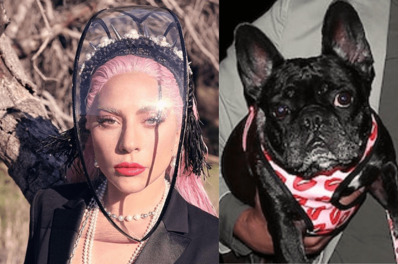 Lady Gaga’s Dog Walker In Stable Condition BlacGoss