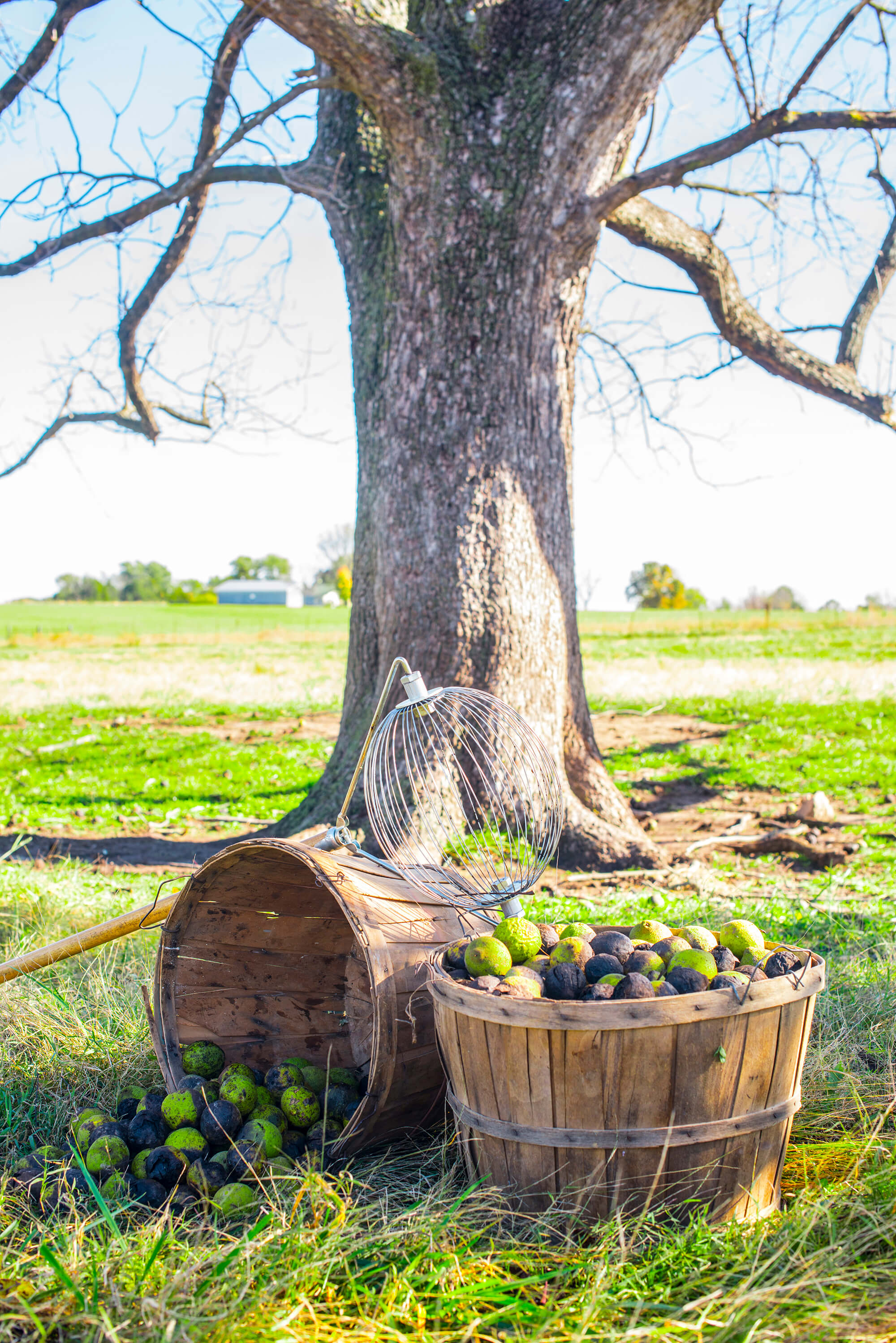 Discover Harvesting and Hulling Hammons Black Walnuts